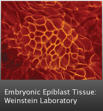Embryonic Epiblast Tissue: Weinstein Laboratory